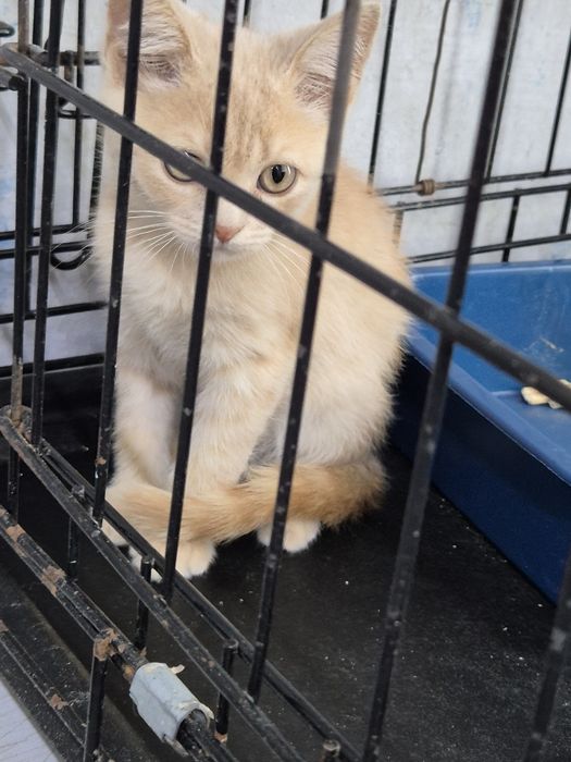 Котенок мальчик примерно 3.5 месяца