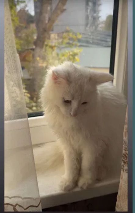 Пристраиваются в любящую семью