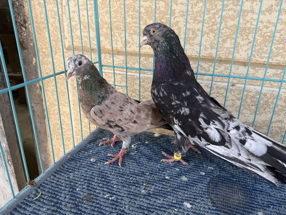 Голуби челкари пара