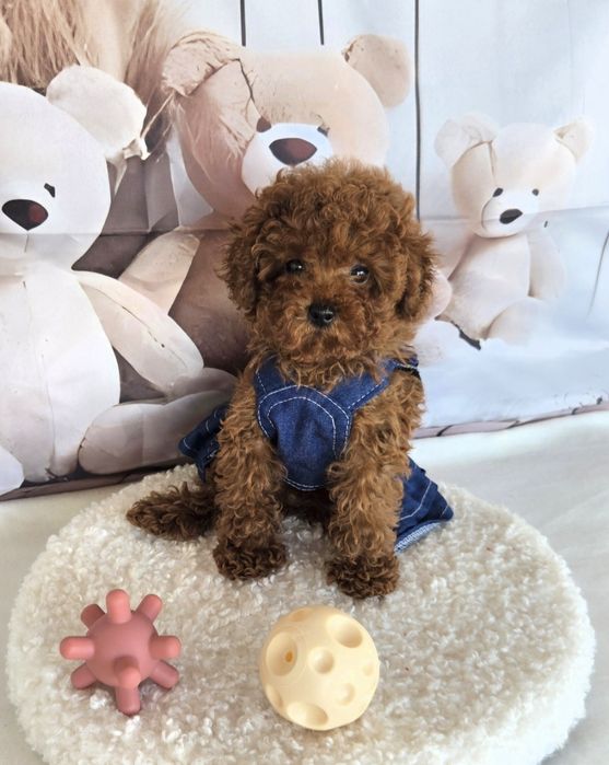 Пудел той/ пудел тийкъп с родословие