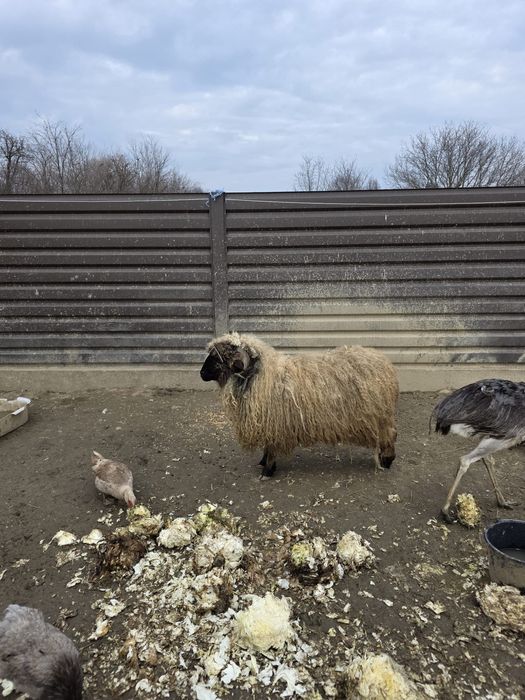 Vând oi diverse rase