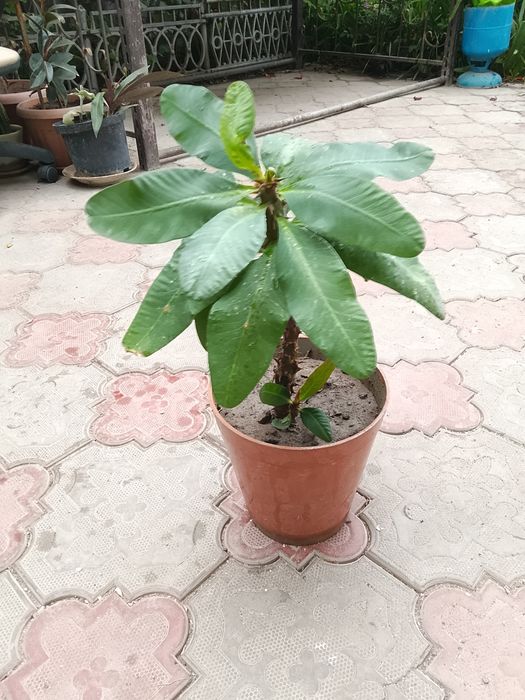 Домашние цветы с доставкой