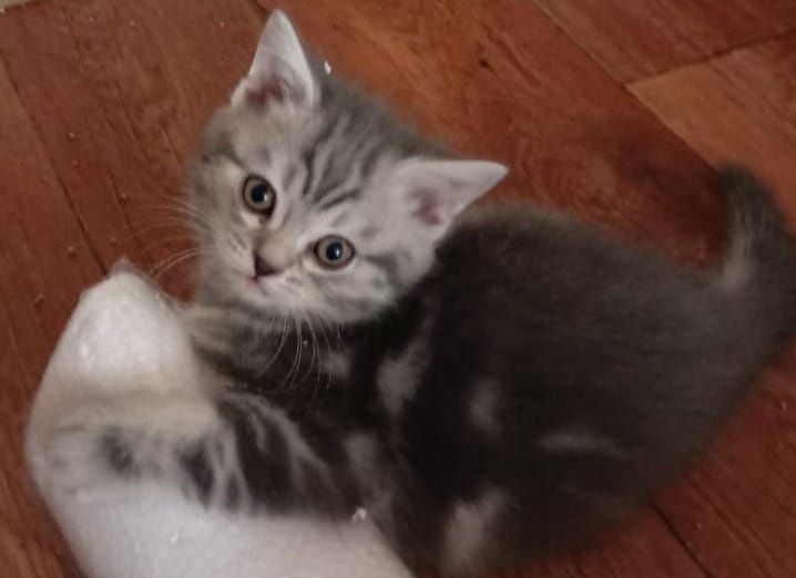 Продаю котят, Шотландских