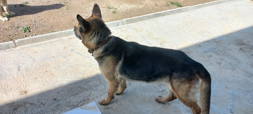 Афчарка камандаси бор,ургочи