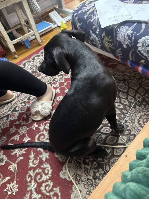 Продам сабаку не дорого