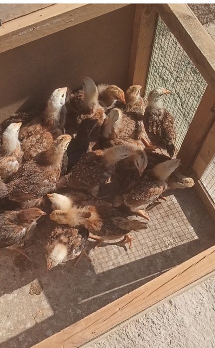 Sogʻlom baquvvat joʻjalar