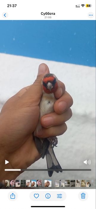 Шеглы на продажу