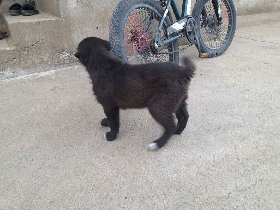 Күшік 1 айлық қазақ төбеттің күшігі.