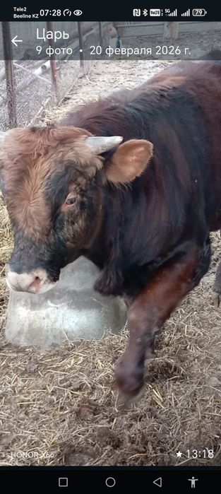 Продам БЫЧКА. Молочный подсос.