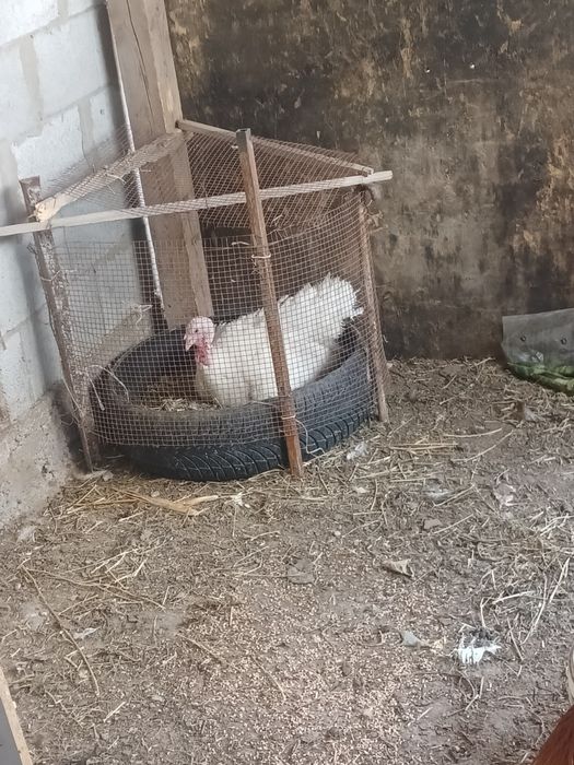 Продам 2 индук...