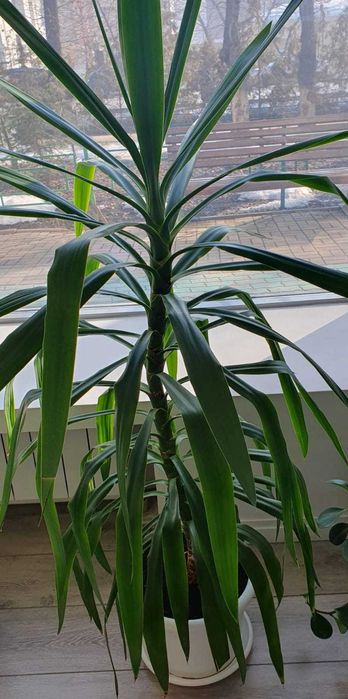 Продам цветок Юкка