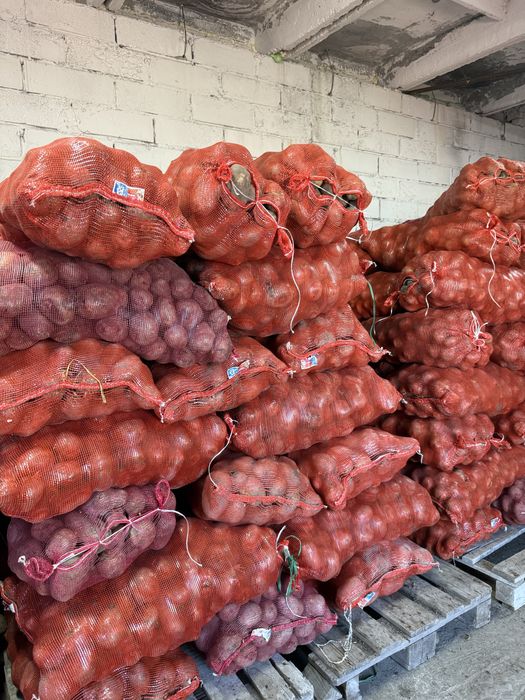 Продаем картофель 65 тенге семена