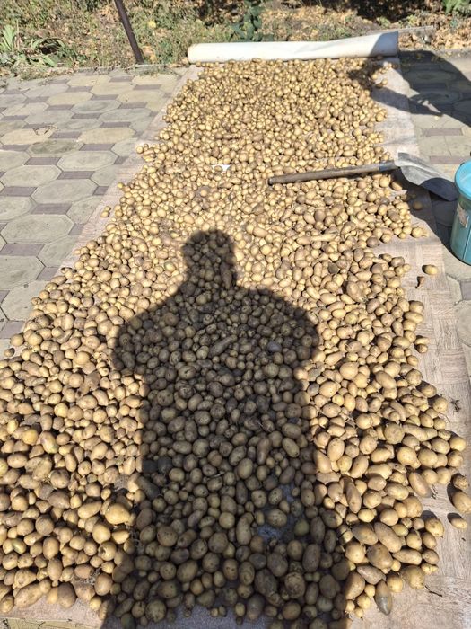 Картошка мелкая.