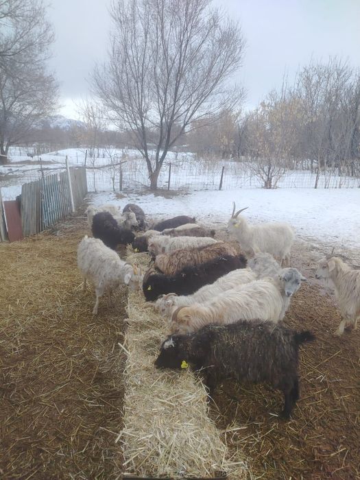 Продам Коз цена разная