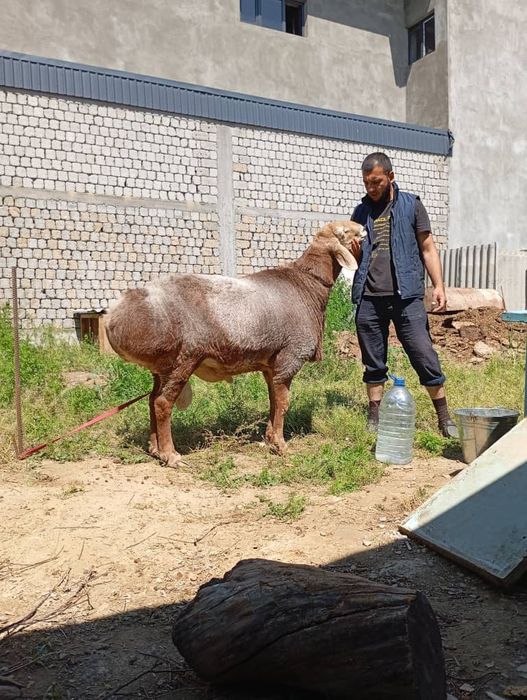 Zotga qochqorla bor Zot Arashan