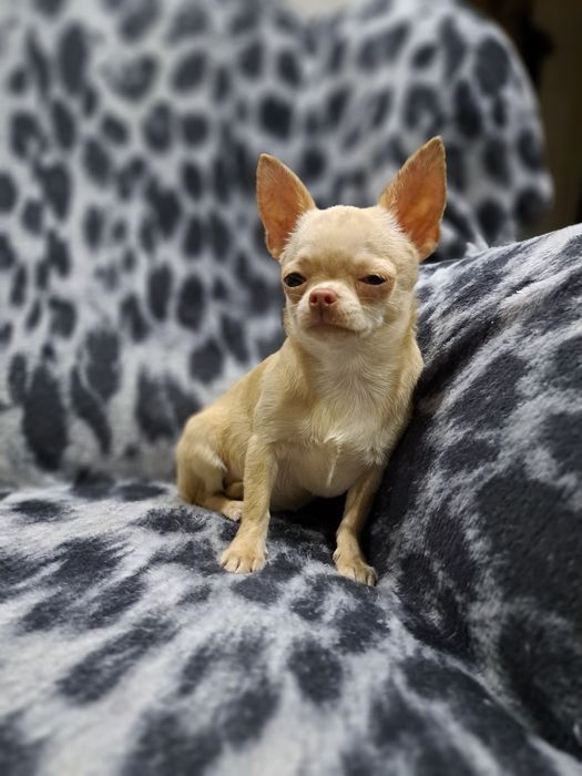 Вязка мини Чихуахуа