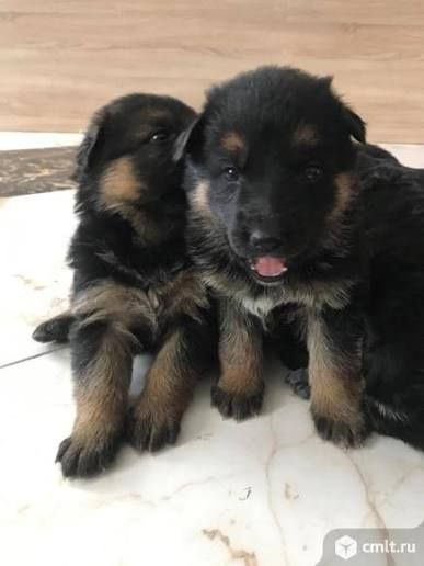 Щенки немецкой овчарки