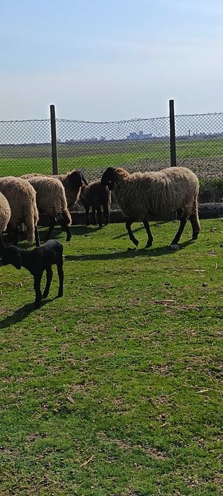 Vand oi cărăbașre sârbești