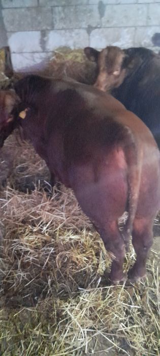 7 taurassi angus