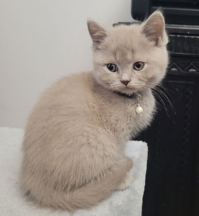 Pisicuță british shorthair