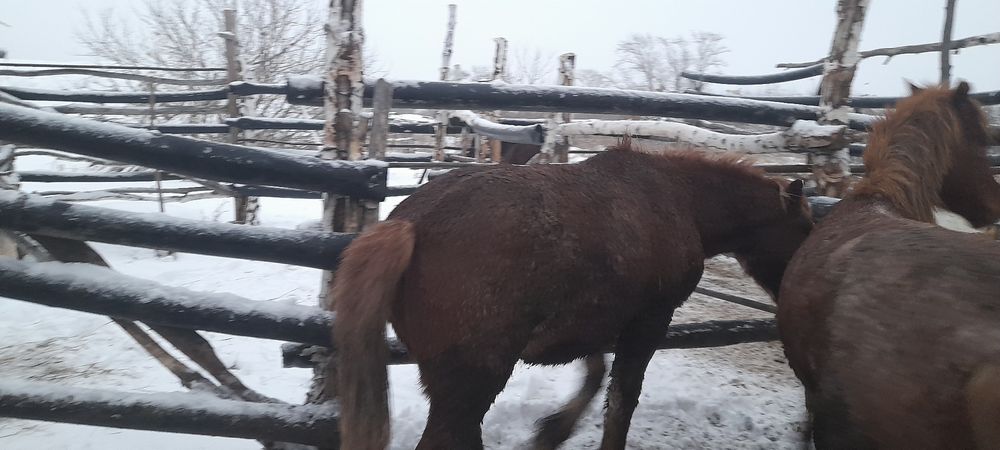 Продам лошадей СОҒЫМ