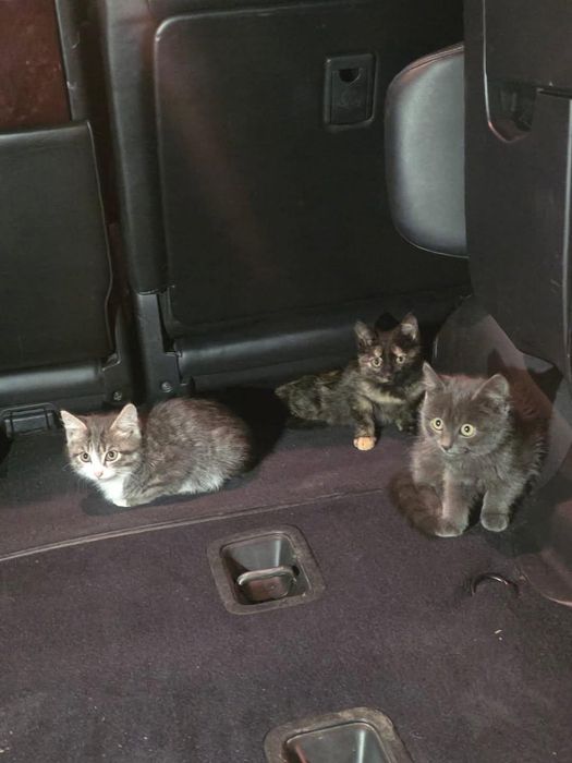 Отдам котят в добрые руки.