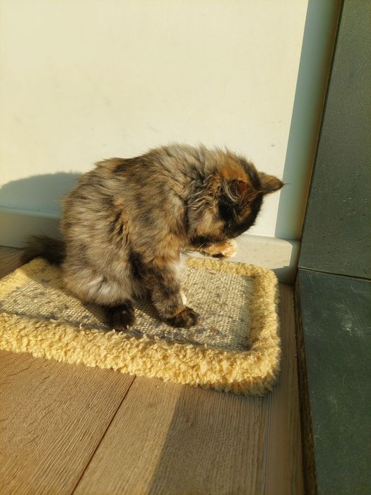 Котенок девочка Ташкент