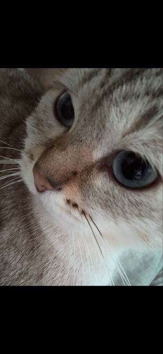 кошка.