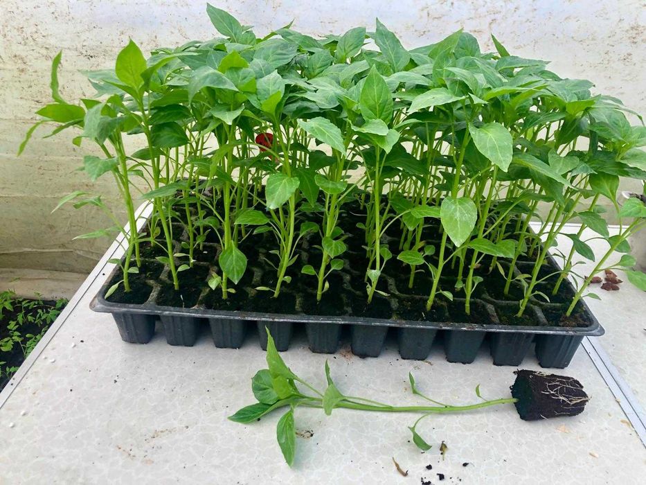 Răsaduri profesionale 2026  solarii/gradină. Ouă pt incubat și păsări