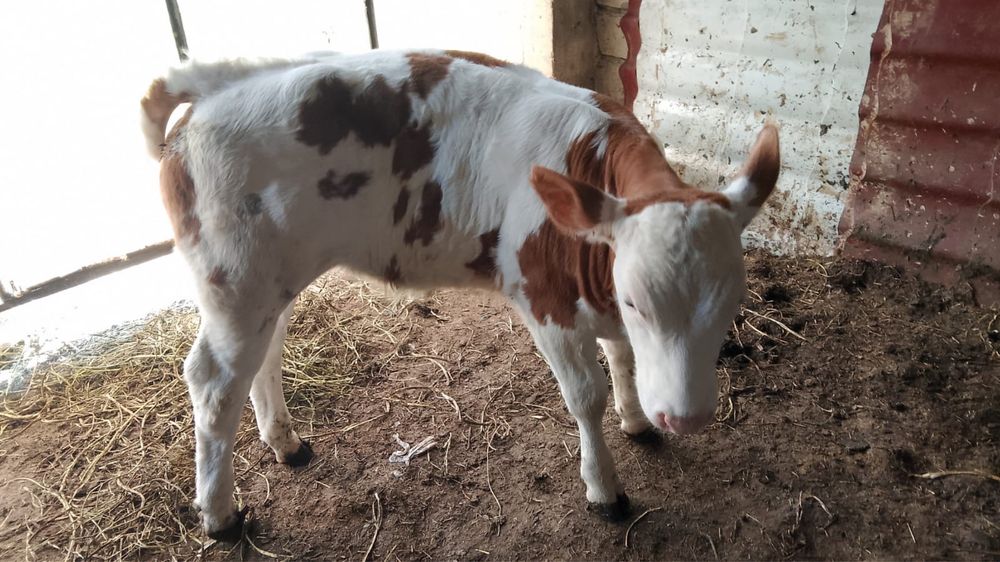 un bou balțat și o vițea belgian de vanzare