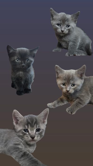 Продам умных, ласковых котят