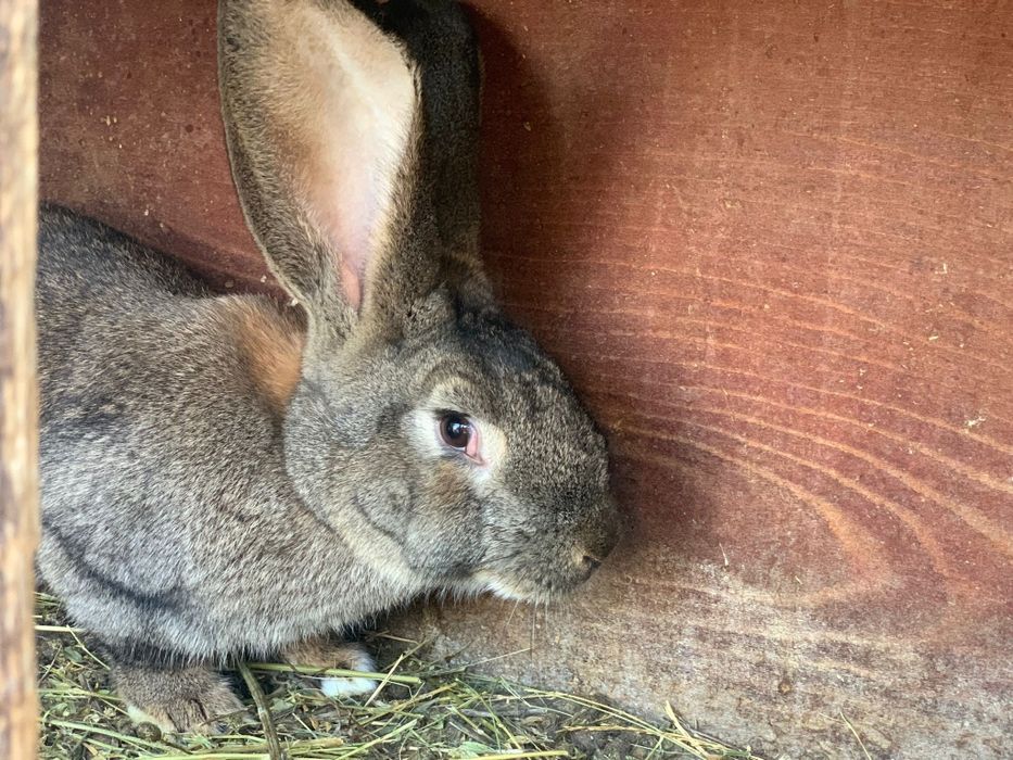 Vand porumbei, iepuri si gaini