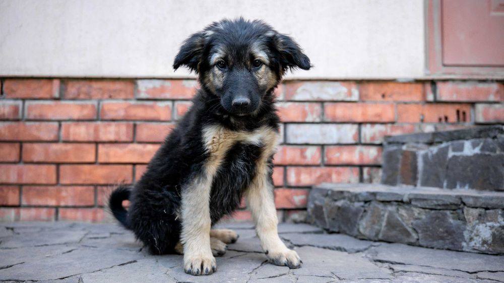 Чудо девчонки щеночки