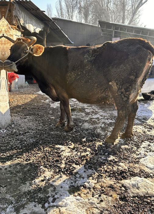 Корова Алатауская