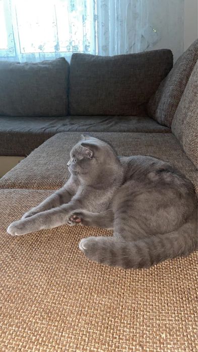 Отдам в хорошое руки кота