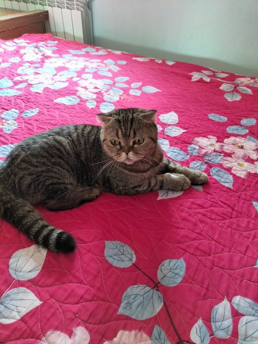 Кошка скоттиш страйт