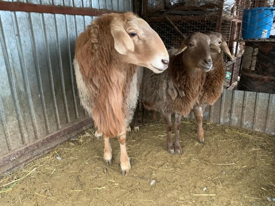 Продам барана аршан