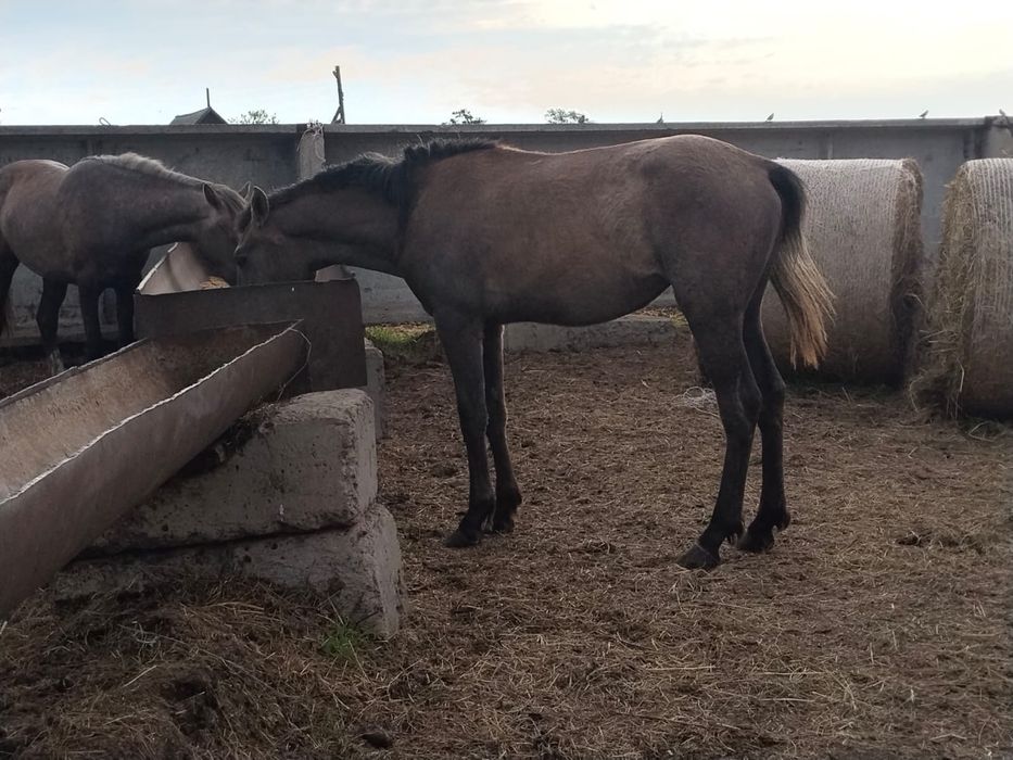 Продам кабылу на племя