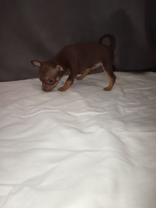 Продам щенков русского той-терьера