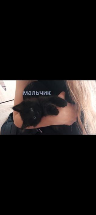 Отдам котят бесплатно