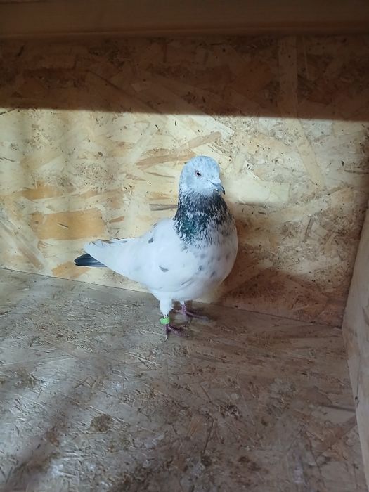 Голуби голуби голуби