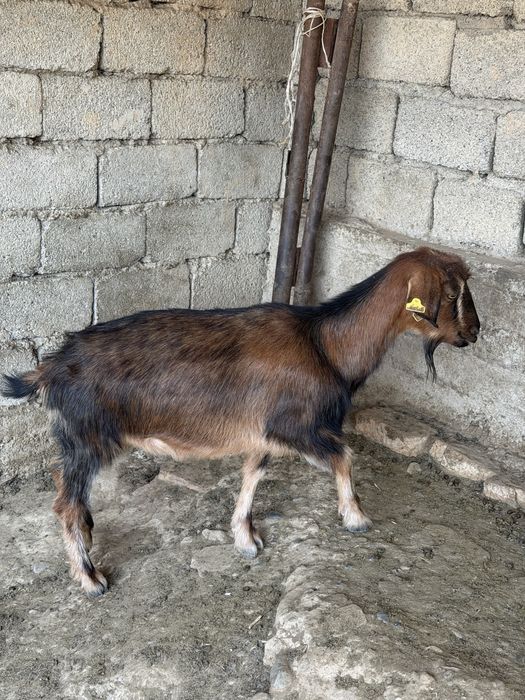 ешкі.          .