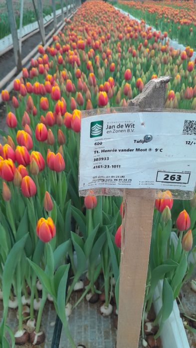 Тюльпаны оптом