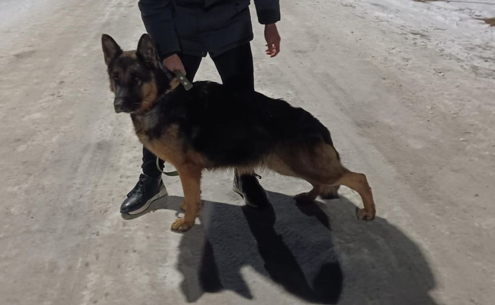 Продается щенки немецкой овчарки