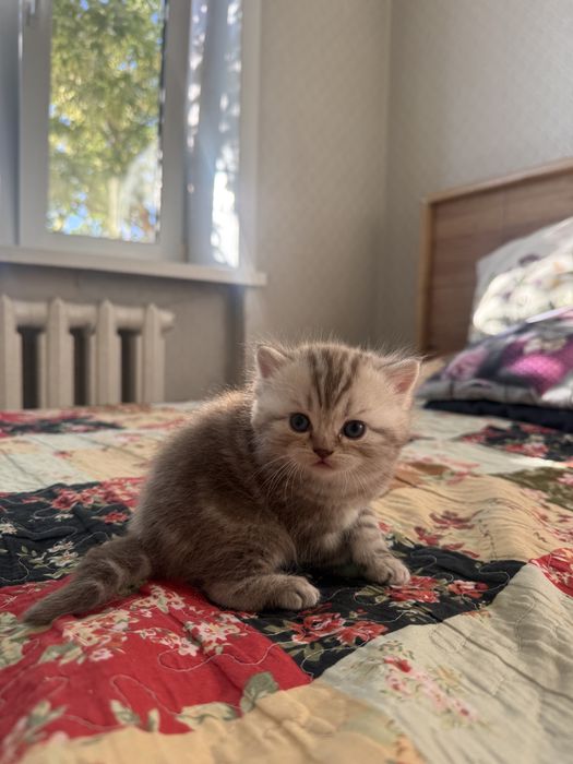 Продам шотландских котят