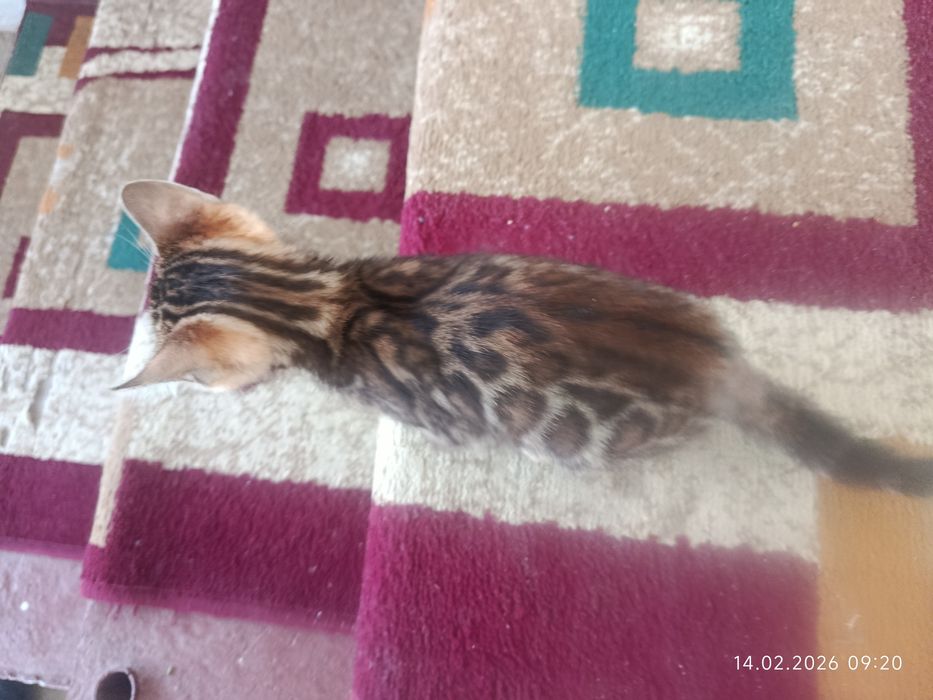 Срочна бингали продаётся