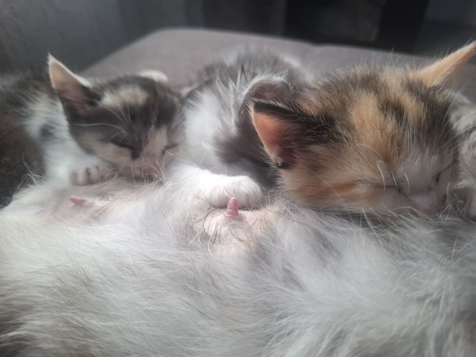 Котята в добрые ручки