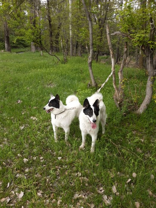 Лайка девушки лайка