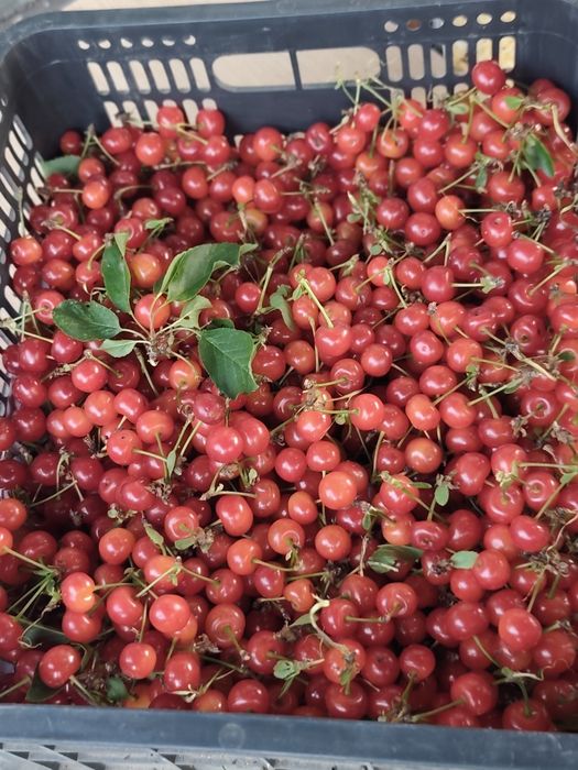 Продам черешню кисло-сладкую