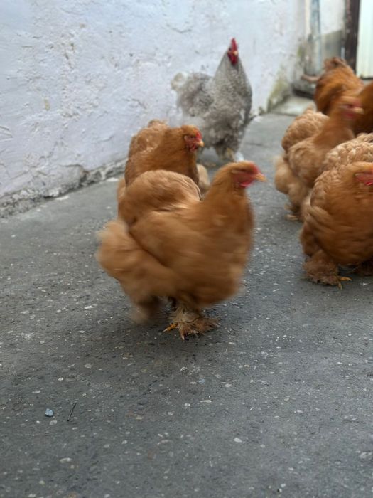 De vânzare gaini cochinchina urias galben si barat